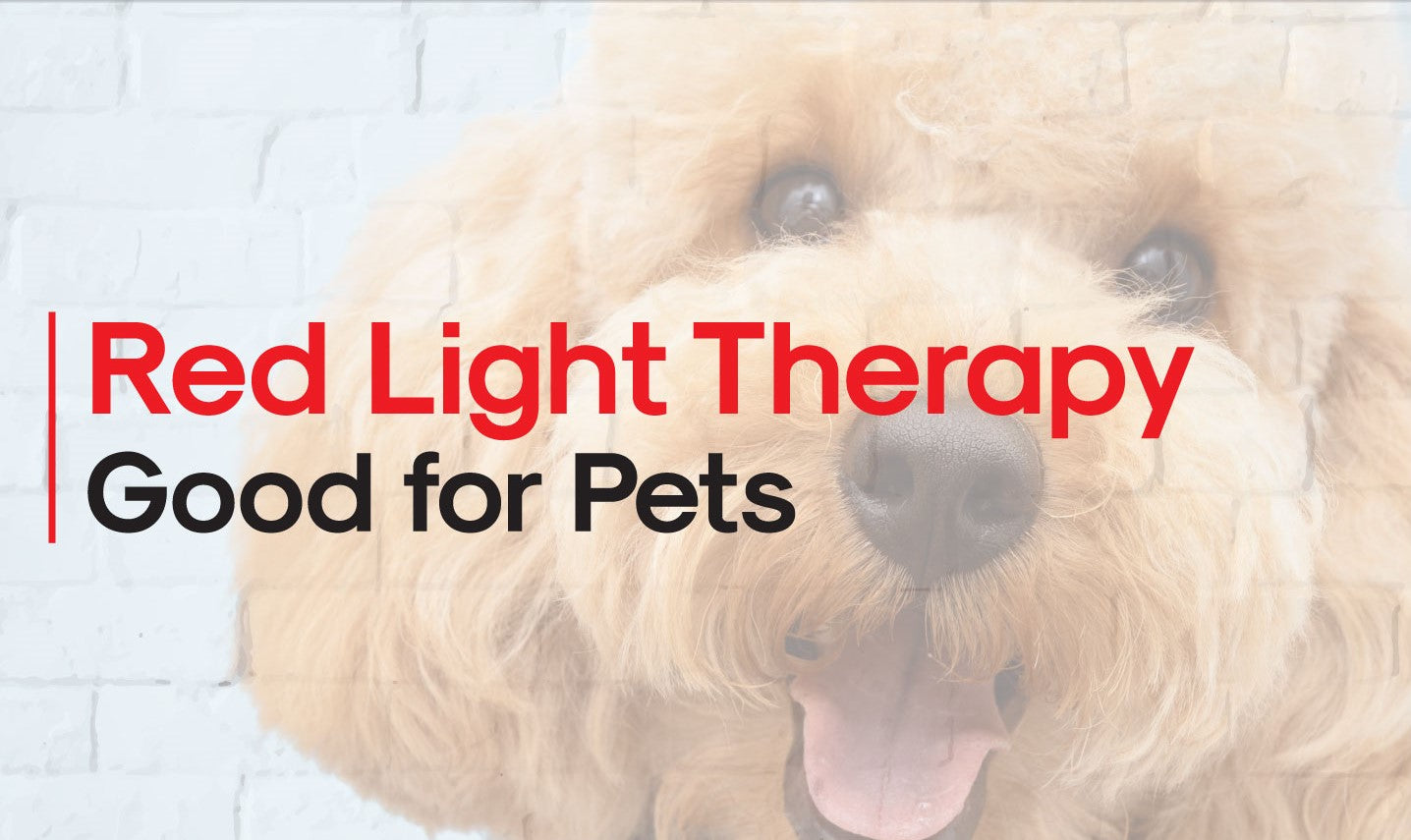 RED LIGHT THERAPY FOR DOGS, HORSES, CATS & OTHER ANIMALS – BENEFITS & VETERINARY USAGE